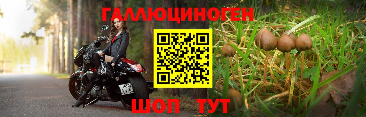 Псилоцибиновые грибы Psilocybine cubensis  Кувандык  Псилоцибиновые грибы Cubensis 